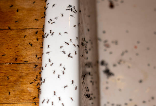 Best Spider Control Near Me  in Crystal Lakes, OH